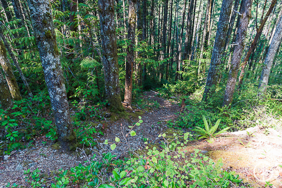 Steep trail - Alberni Inlet Trail - PureOutside