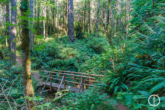 Lush green forest - Aberni Inlet Trail - PureOutside