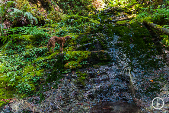 Waterfall - Alberni Inlet Trail - PureOutside
