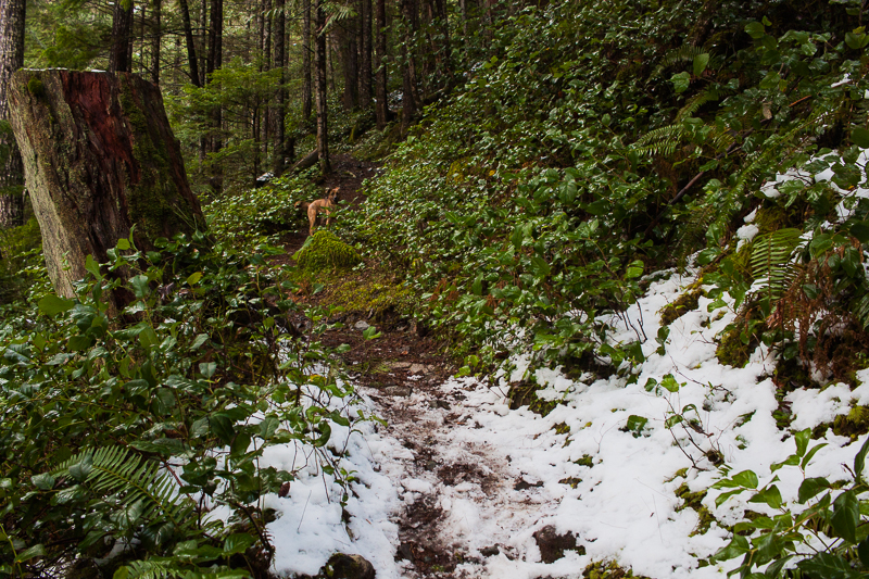 Della and the snow | Arrowsmith CPR Trail Trip Report