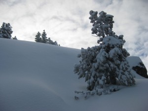 Snow_tree-300x225.jpg